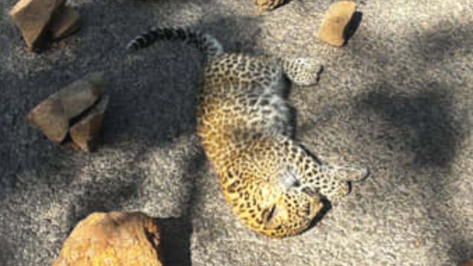 तेंदुए के शावक शावक का सड़क पर मिला शव: हिट एंड रन मानकर दर्ज हुआ मुकदमा